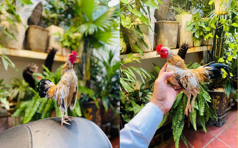 Điều Kiện Môi Trường Nuôi Gà Tre Philippines