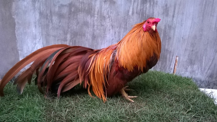 Kinh Tế Và Hiệu Quả Chăn Nuôi