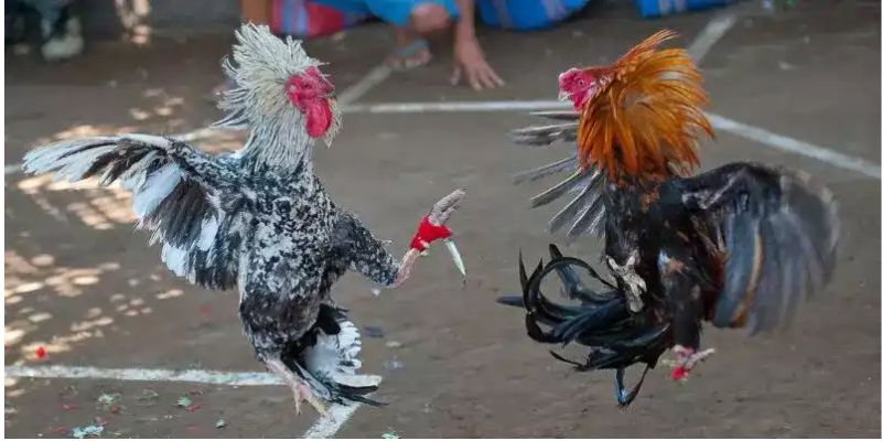 Tại Sao Đá Gà Cựa Dao Philippines Là Lựa Chọn Số 1?