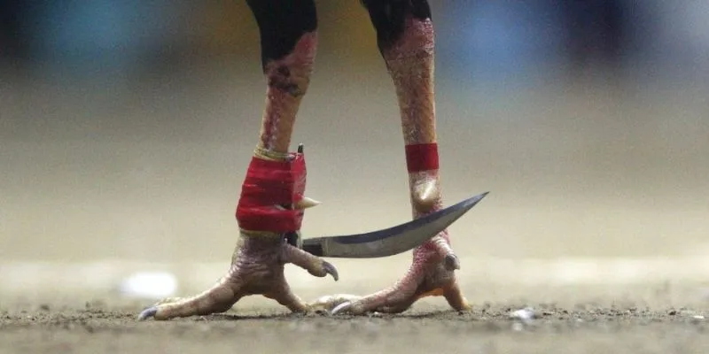 Chiến Thuật Bắt Kèo Thắng 80% Từ Chuyên Gia