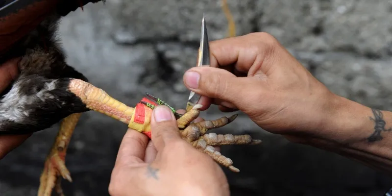 Quản Lý Vốn Chuyên Nghiệp