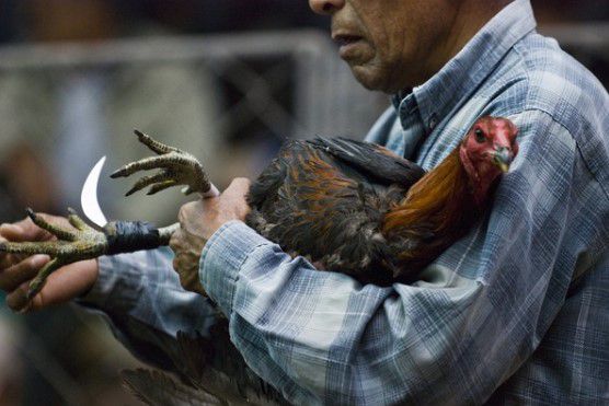 Đọc Vị Đối Thủ Và Tâm Lý Thị Trường